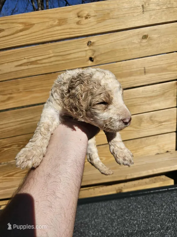 Max – Poodle - Standard  puppy for sale in Elkin, NC