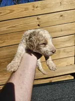 Max, a male Poodle - Standard  for sale in Elkin, NC – Photo 2 of 6