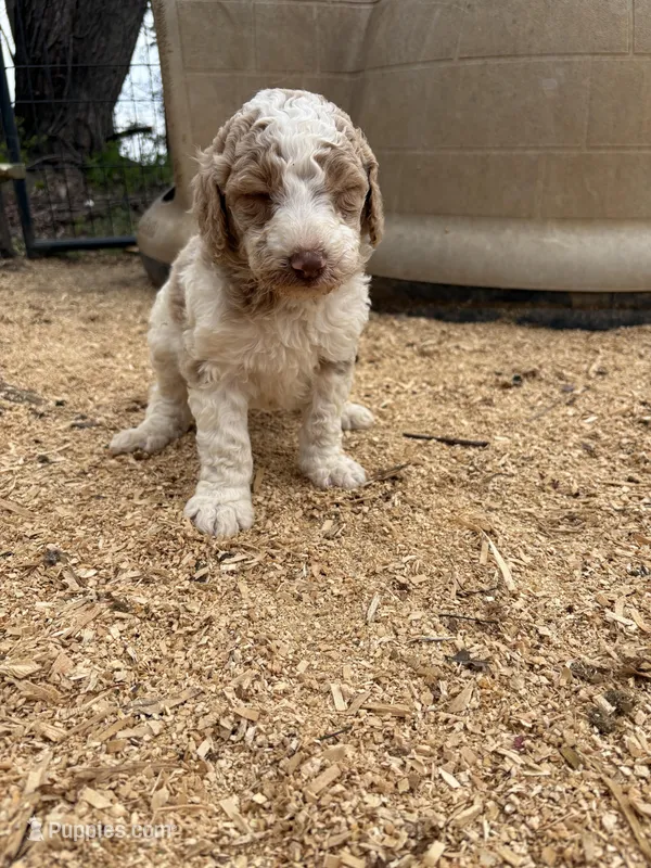 Max – Poodle - Standard  puppy for sale in Elkin, NC