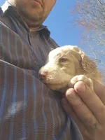 Max, a male Poodle - Standard  for sale in Elkin, NC – Photo 5 of 6