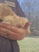 Max, a male Poodle - Standard  for sale in Elkin, NC – Photo 3 of 6