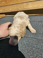 Max, a male Poodle - Standard  for sale in Elkin, NC – Photo 4 of 6