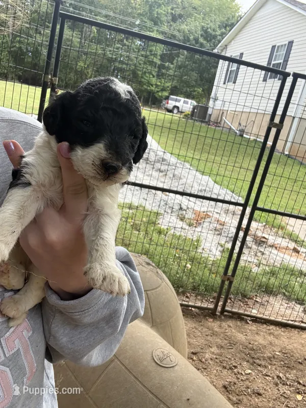 Oreo – Poodle - Standard  puppy for sale in Elkin, NC