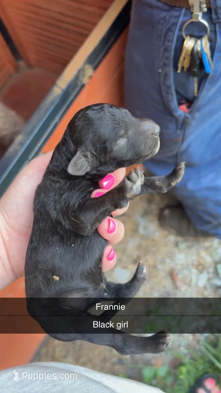 Frannie – Poodle - Standard  puppy for sale in Elkin, NC