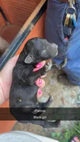 Frannie, a female Poodle - Standard  for sale in Elkin, NC – 1 of 1