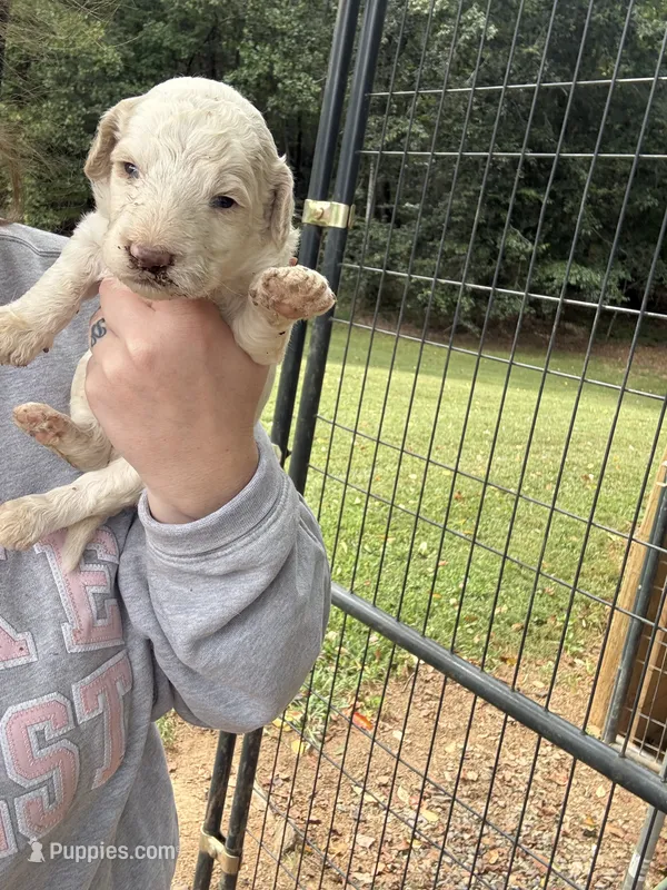 Lettie – Poodle - Standard  puppy for sale in Elkin, NC