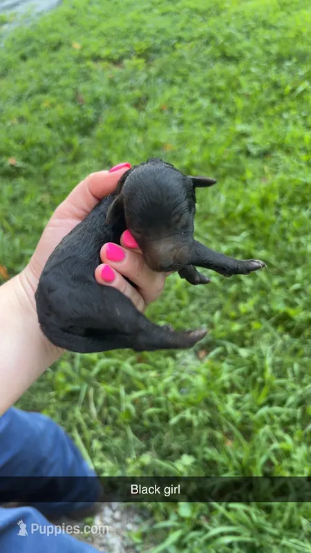 Lucy – Poodle - Standard  puppy for sale in Elkin, NC