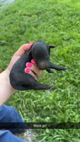 Lucy, a female Poodle - Standard  for sale in Elkin, NC – 1 of 1