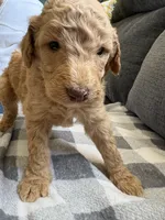 Butter, a male Poodle - Standard  for sale in Elkin, NC – Photo 1 of 3