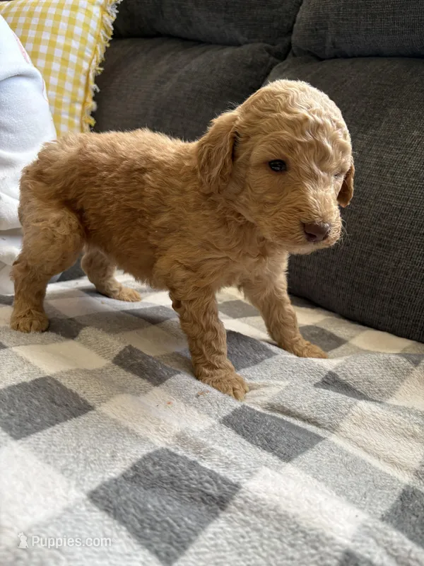 Butter – Poodle - Standard  puppy for sale in Elkin, NC