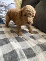 Butter, a male Poodle - Standard  for sale in Elkin, NC – Photo 3 of 3