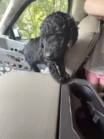 Arlo, a male Poodle - Standard  for sale in Elkin, NC – 1 of 3