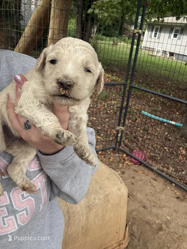 Gus – Poodle - Standard  puppy for sale in Elkin, NC