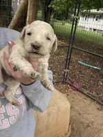 Gus, a male Poodle - Standard  for sale in Elkin, NC – 3 of 6