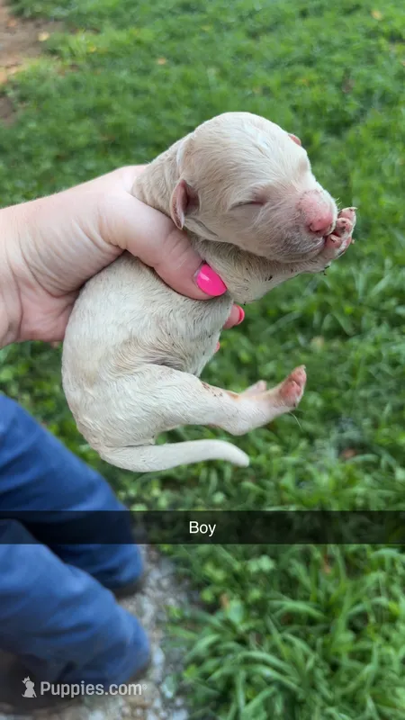 Frankie  – Poodle - Standard  puppy for sale in Elkin, NC