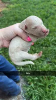 Frankie , a male Poodle - Standard  for sale in Elkin, NC – 1 of 1