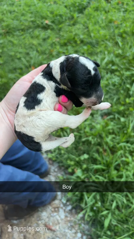 Oreo – Poodle - Standard  puppy for sale in Elkin, NC