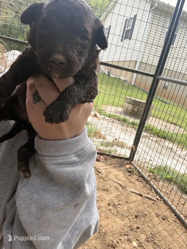 Coco – Poodle - Standard  puppy for sale in Elkin, NC