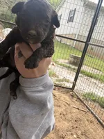 Coco, a female Poodle - Standard  for sale in Elkin, NC – 1 of 2