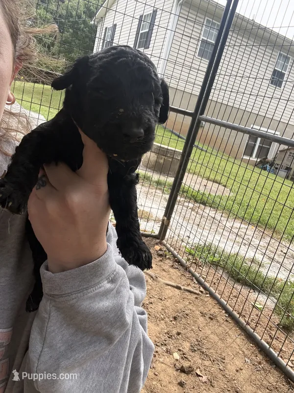 Arlo – Poodle - Standard  puppy for sale in Elkin, NC