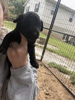 Arlo, a male Poodle - Standard  for sale in Elkin, NC – 2 of 3