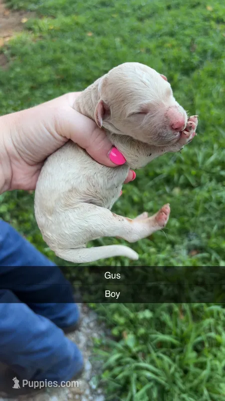 Gus – Poodle - Standard  puppy for sale in Elkin, NC