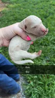 Gus, a male Poodle - Standard  for sale in Elkin, NC – 1 of 1