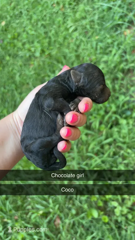 Coco – Poodle - Standard  puppy for sale in Elkin, NC