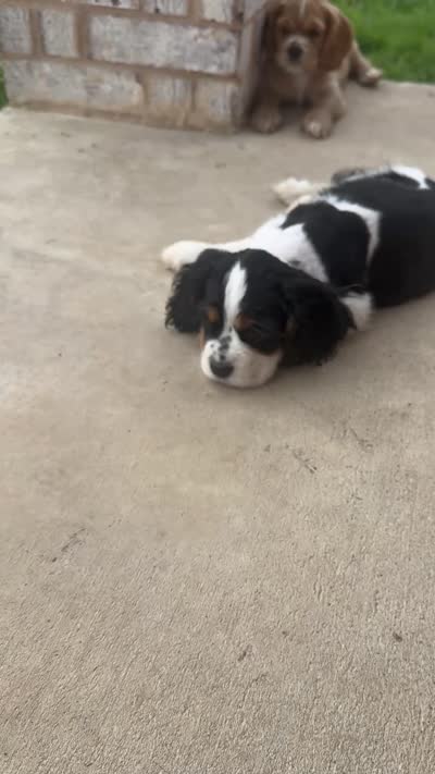 Clarabelle, a female Cavalier King Charles Spaniel and Cockalier for sale in Midlothian, TX – 3 of 6