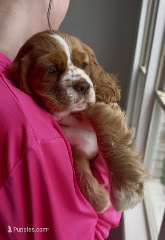 Toodles – Cavalier King Charles Spaniel, Cockalier puppy for sale in Midlothian, TX