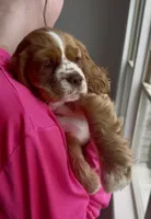 Toodles, a female Cavalier King Charles Spaniel and Cockalier for sale in Midlothian, TX – 1 of 10
