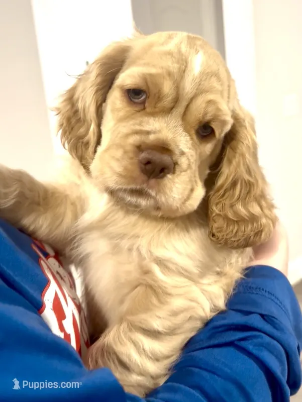 Mickey – Cocker Spaniel, Cockalier puppy on hold in Midlothian, TX