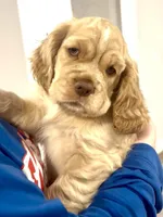 Mickey, a male Cocker Spaniel and Cockalier for sale in Midlothian, TX – 1 of 6