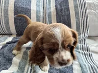 Toodles, a female Cavalier King Charles Spaniel and Cockalier for sale in Midlothian, TX – 5 of 10