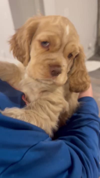 Mickey, a male Cocker Spaniel and Cockalier for sale in Midlothian, TX – 4 of 6