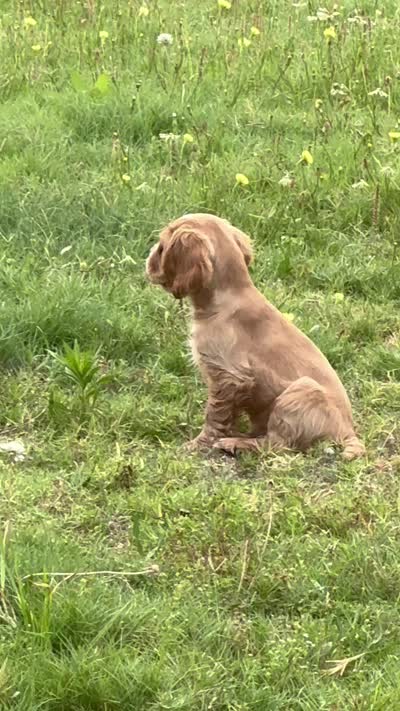 Goofy - Baby Man, a male Cocker Spaniel and Cockalier for sale in Midlothian, TX – 6 of 7