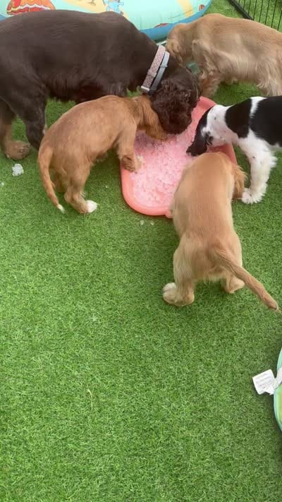 Mickey, a male Cocker Spaniel and Cockalier for sale in Midlothian, TX – 6 of 6