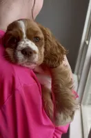 Toodles, a female Cavalier King Charles Spaniel and Cockalier for sale in Midlothian, TX – 2 of 10