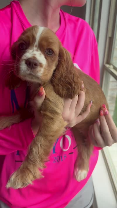 Toodles, a female Cavalier King Charles Spaniel and Cockalier for sale in Midlothian, TX – 10 of 10
