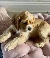 Goofy - Baby Man, a male Cocker Spaniel and Cockalier for sale in Midlothian, TX – 7 of 7