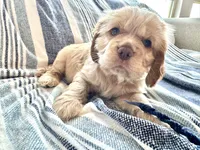 Mickey, a male Cocker Spaniel and Cockalier for sale in Midlothian, TX – 3 of 6