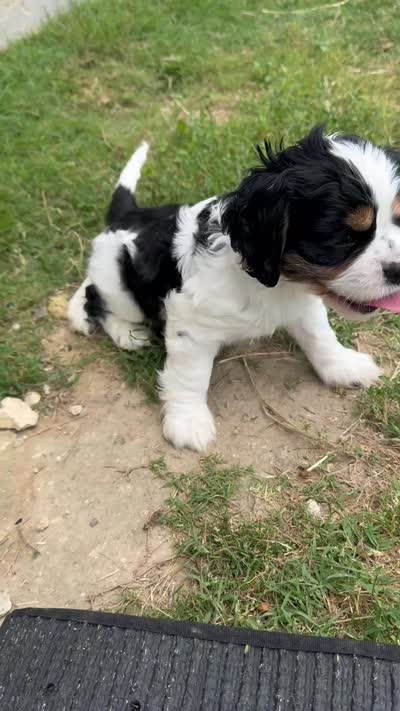 Clarabelle, a female Cavalier King Charles Spaniel and Cockalier for sale in Midlothian, TX – 6 of 6