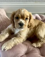Goofy - Baby Man, a male Cocker Spaniel and Cockalier for sale in Midlothian, TX – 5 of 7