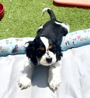 Clarabelle, a female Cavalier King Charles Spaniel and Cockalier for sale in Midlothian, TX – 1 of 6