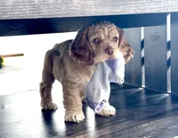 Mickey, a male Cocker Spaniel and Cockalier for sale in Midlothian, TX – 2 of 6
