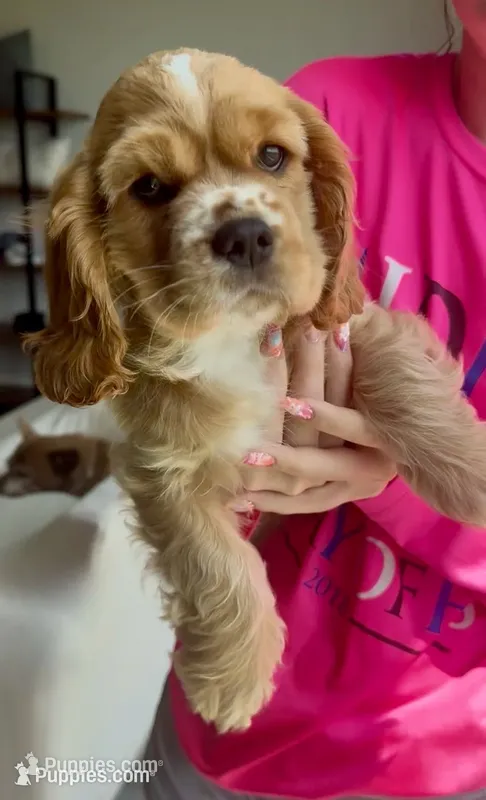 Goofy - Baby Man – Cocker Spaniel, Cockalier puppy for sale in Midlothian, TX