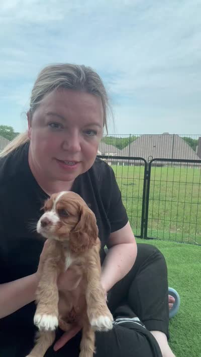 Toodles, a female Cavalier King Charles Spaniel and Cockalier for sale in Midlothian, TX – 8 of 10