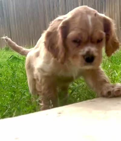 Goofy - Baby Man, a male Cocker Spaniel and Cockalier for sale in Midlothian, TX – 2 of 7