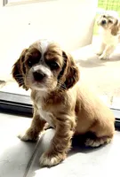 Toodles, a female Cavalier King Charles Spaniel and Cockalier for sale in Midlothian, TX – 3 of 10