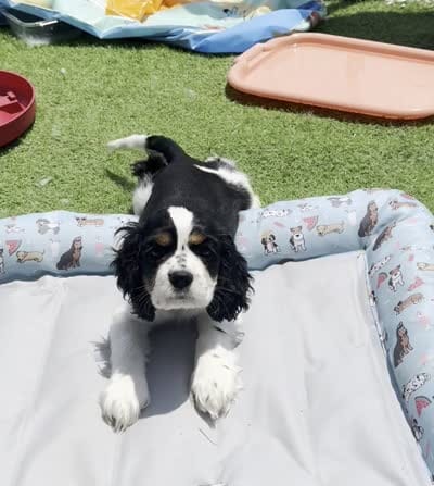 Clarabelle, a female Cavalier King Charles Spaniel and Cockalier for sale in Midlothian, TX – 2 of 6